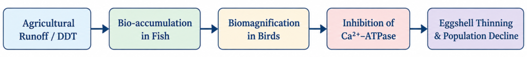 Biomagnification and Avian Calcium Disruption